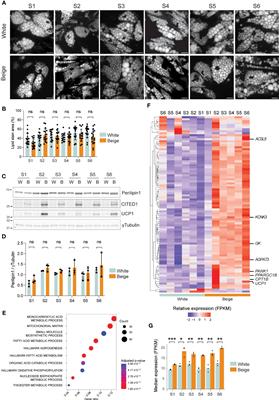 Alternative isoform expression of key thermogenic genes in human beige adipocytes